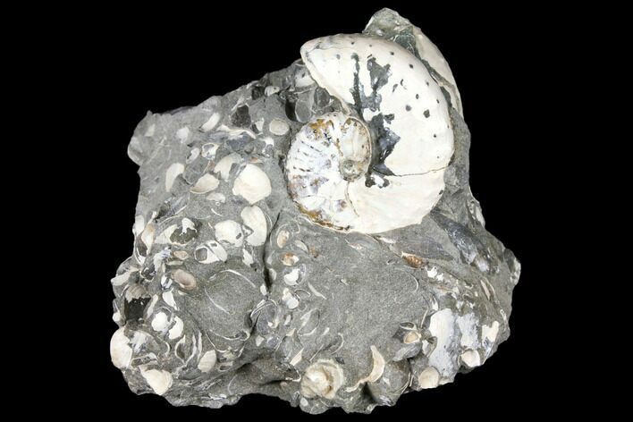 1.4" Iridescent, Fossil Ammonite (Discoscaphites) - South Dakota